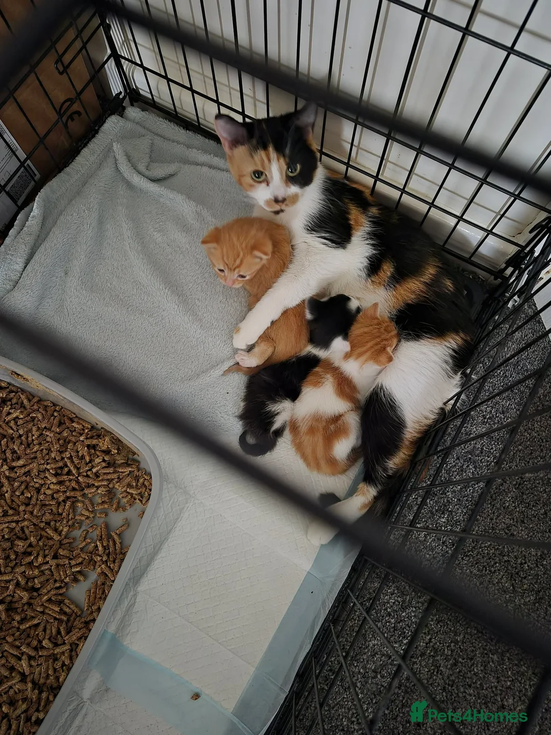 Mixed Breed cats for sale: 3 beautiful kittens for sale in Wrexham - Advert 12
