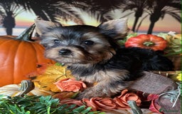 Yorkshire Terrier dogs for sale: Beautiful Pedigree Yorkshire Terrier puppies. - Advert 20