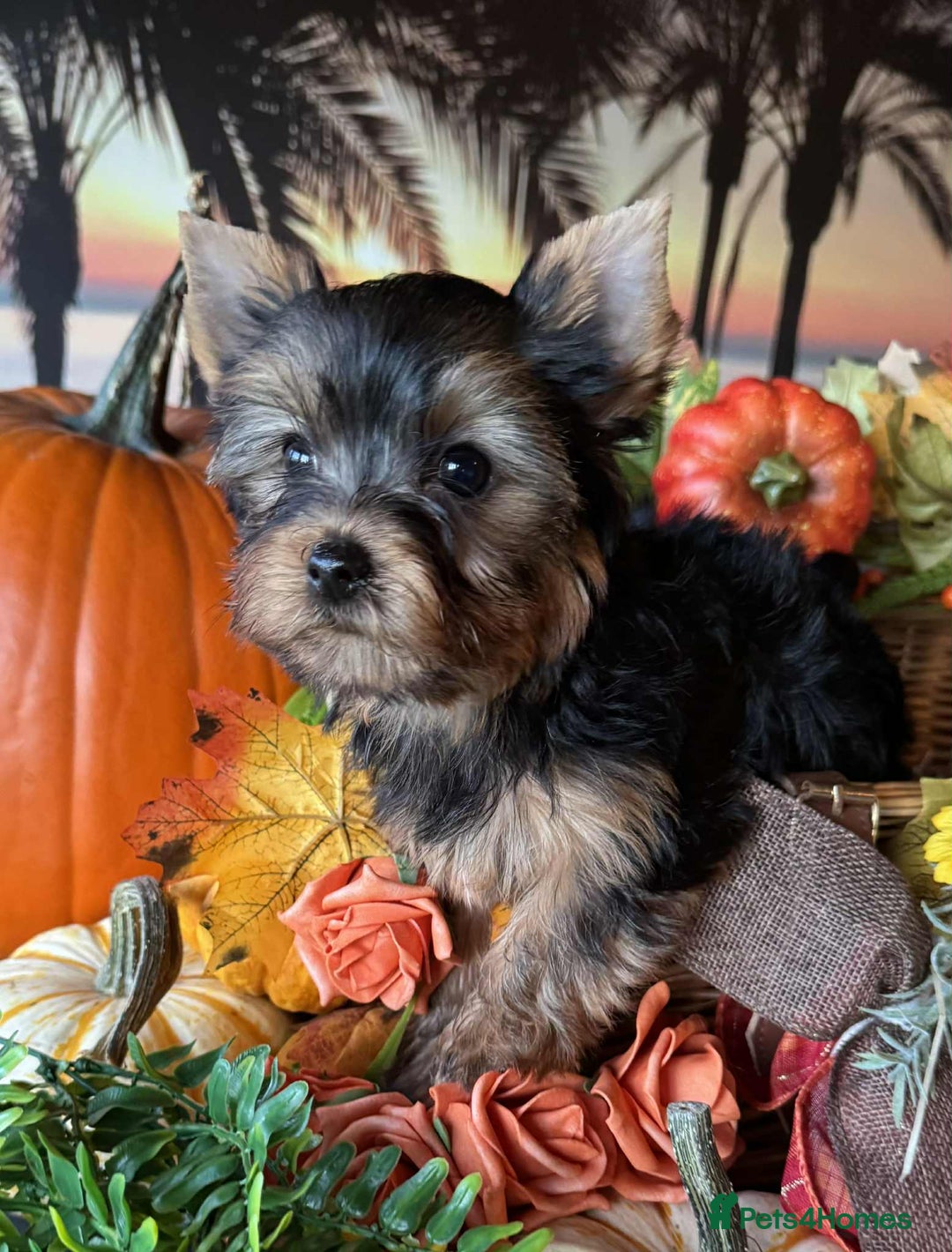 Yorkshire Terrier dogs for sale: Beautiful Pedigree Yorkshire Terrier puppies. - Advert 20