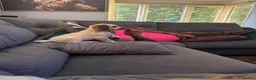 Cockapoo dogs for sale: F1 Cockapoos ..5🌟licenced breeder - Advert 4