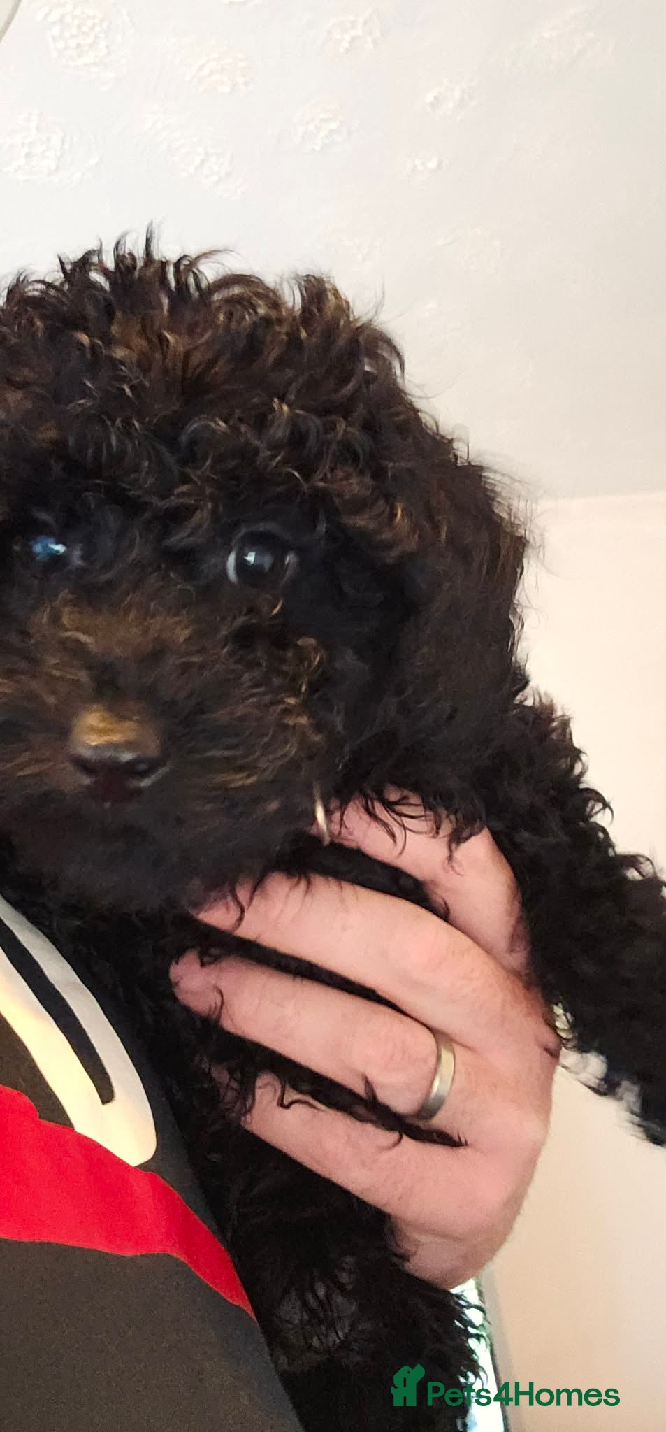 Cavapoo dogs !REDUCED! F1b cavapoo one left  - Advert 1