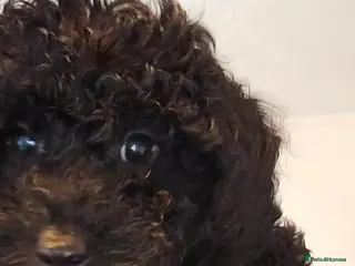 Cavapoo dogs !REDUCED! F1b cavapoo one left - Advert 1