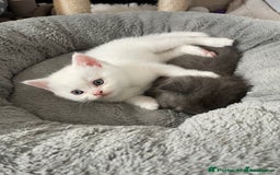 British Shorthair cats for sale: British shorthair/longhair kittens - Image 14