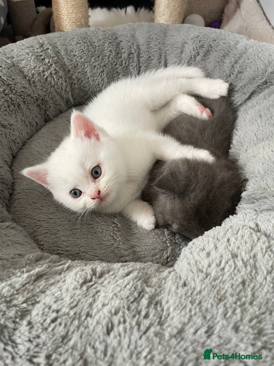 British Shorthair cats for sale: British shorthair/longhair kittens - Image 14