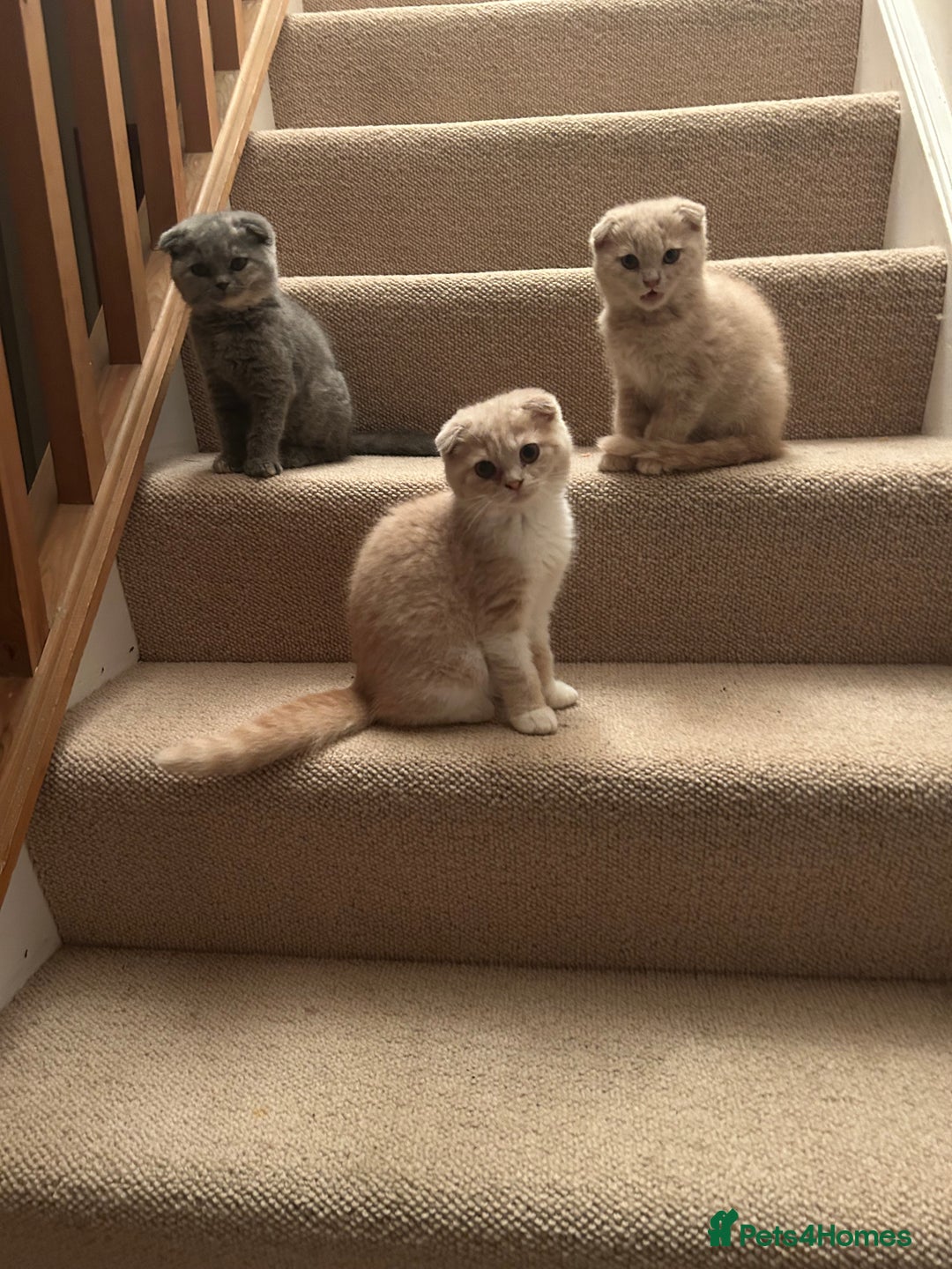 Scottish Fold cats for sale: 🩷🩷🌸Scottish Straight Girl Ready now 🩷🌸 in Haywards Heath - Image 4