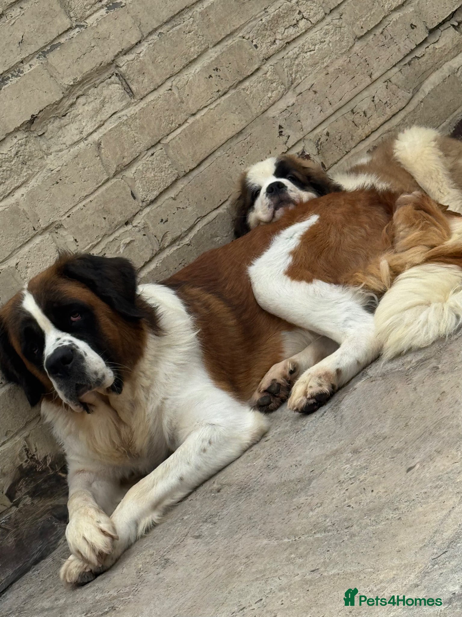 Saint Bernard dogs Saint Bernard Puppies For Sale 🐶 - Advert 1