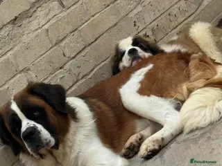 Saint Bernard dogs Saint Bernard Puppies For Sale 🐶 - Advert 4