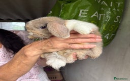 Mini Lop rabbits for sale: 3 mini lop bucks for sale  - Image 10