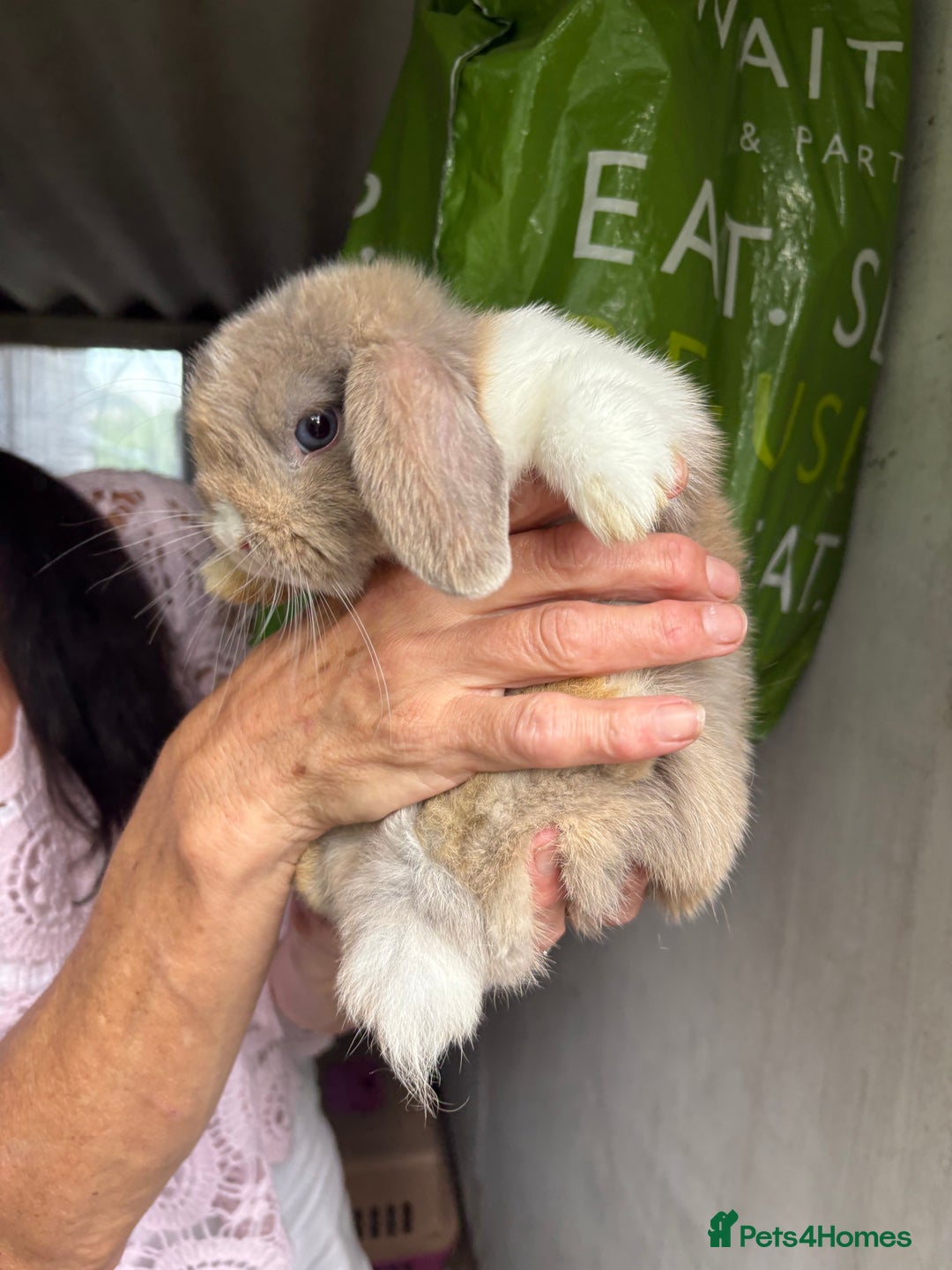 Mini Lop rabbits for sale: 3 mini lop bucks for sale  - Image 10
