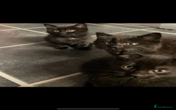 British Shorthair cats for sale: 3 x stunning black 12 week old boys  - Advert 1