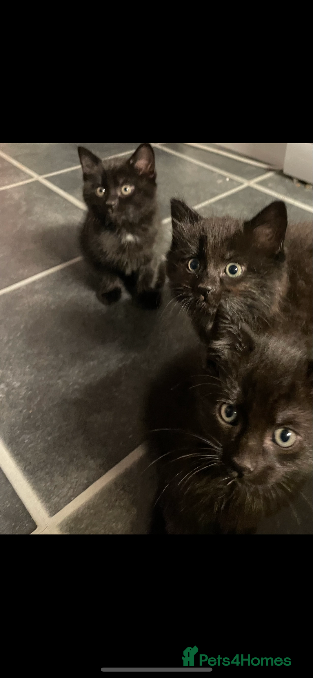 British Shorthair cats for sale: 3 x stunning black 12 week old boys  - Advert 1