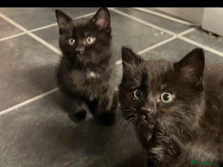 British Shorthair cats for sale: 3 x stunning black 12 week old boys - Advert 1