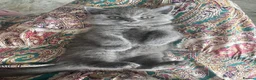 British Shorthair cats for sale: British shorthair x ragdoll  - Advert 12