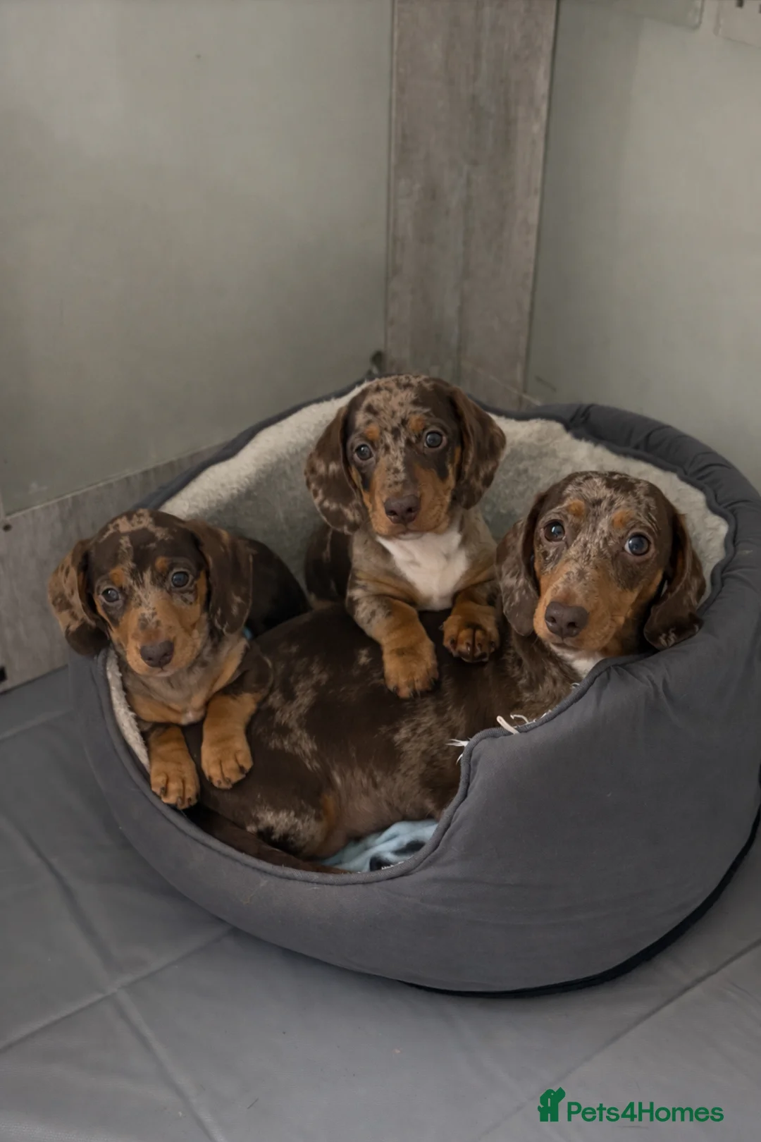 Miniature Dachshund dogs for sale: KC Reg Mini Dachshund Puppies Chocolate Dapple  - Advert 2