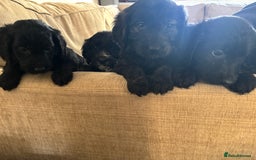 Goldendoodle dogs for sale: 12 Stunning Goldendoodles - Image 20