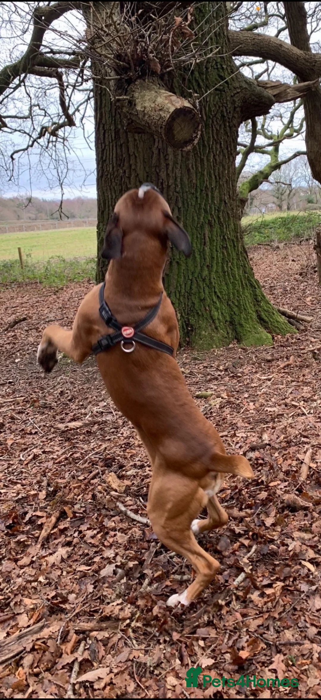 Boxer dogs for sale: KC REG HEART SCORE 0 DM CLEAR BOXER PARENTS - Advert 13