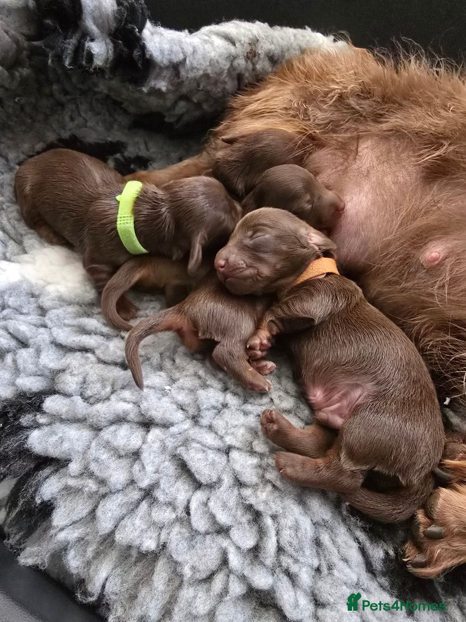 Miniature Dachshund dogs 4 male Dachshunds - Advert 10