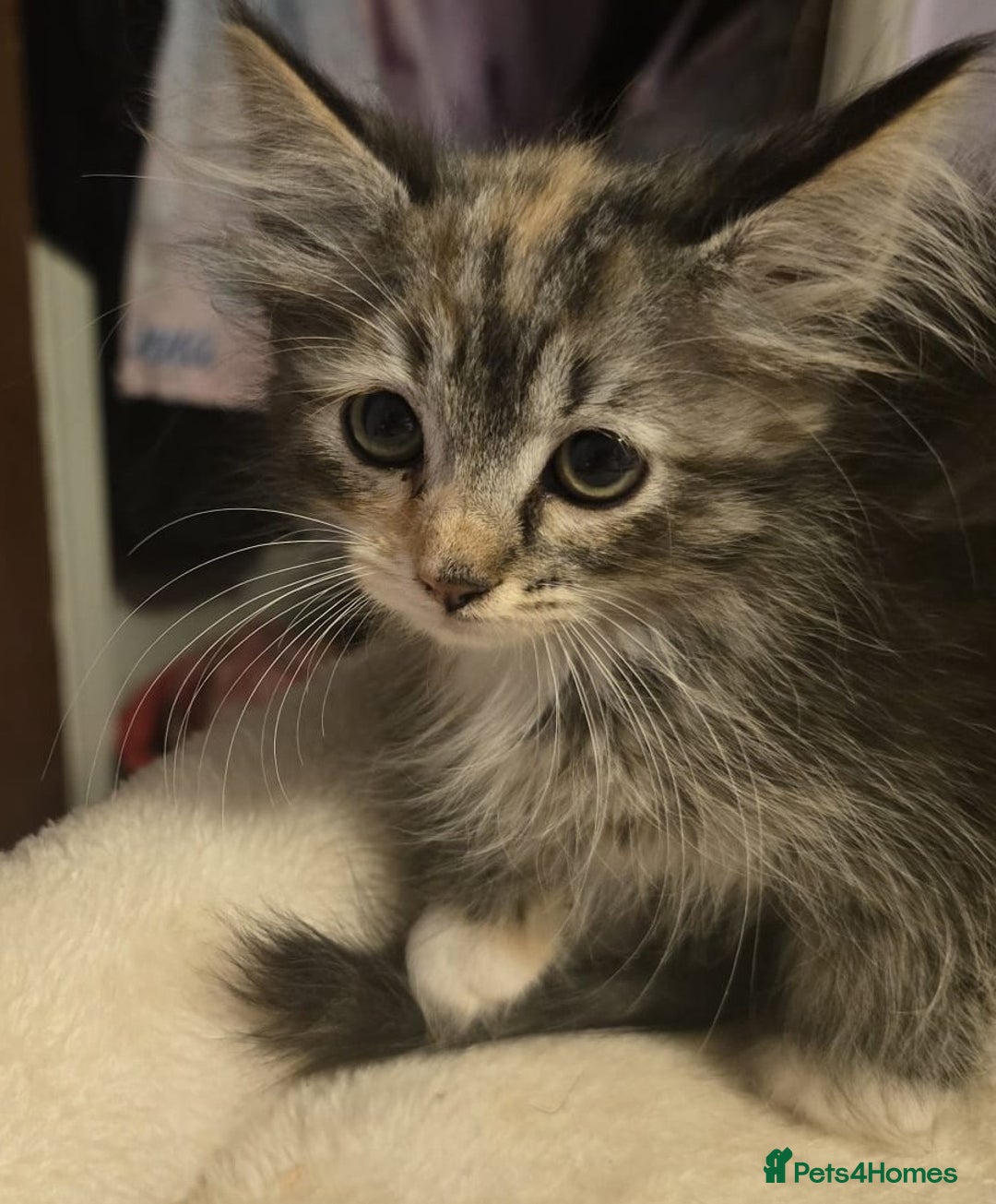 Siberian cats for sale: Tested purebreed hypoallergenic Siberian kittensns - Image 21