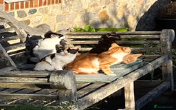 Mixed Breed cats for sale: Gorgeous farm/house kittens  - Image 2