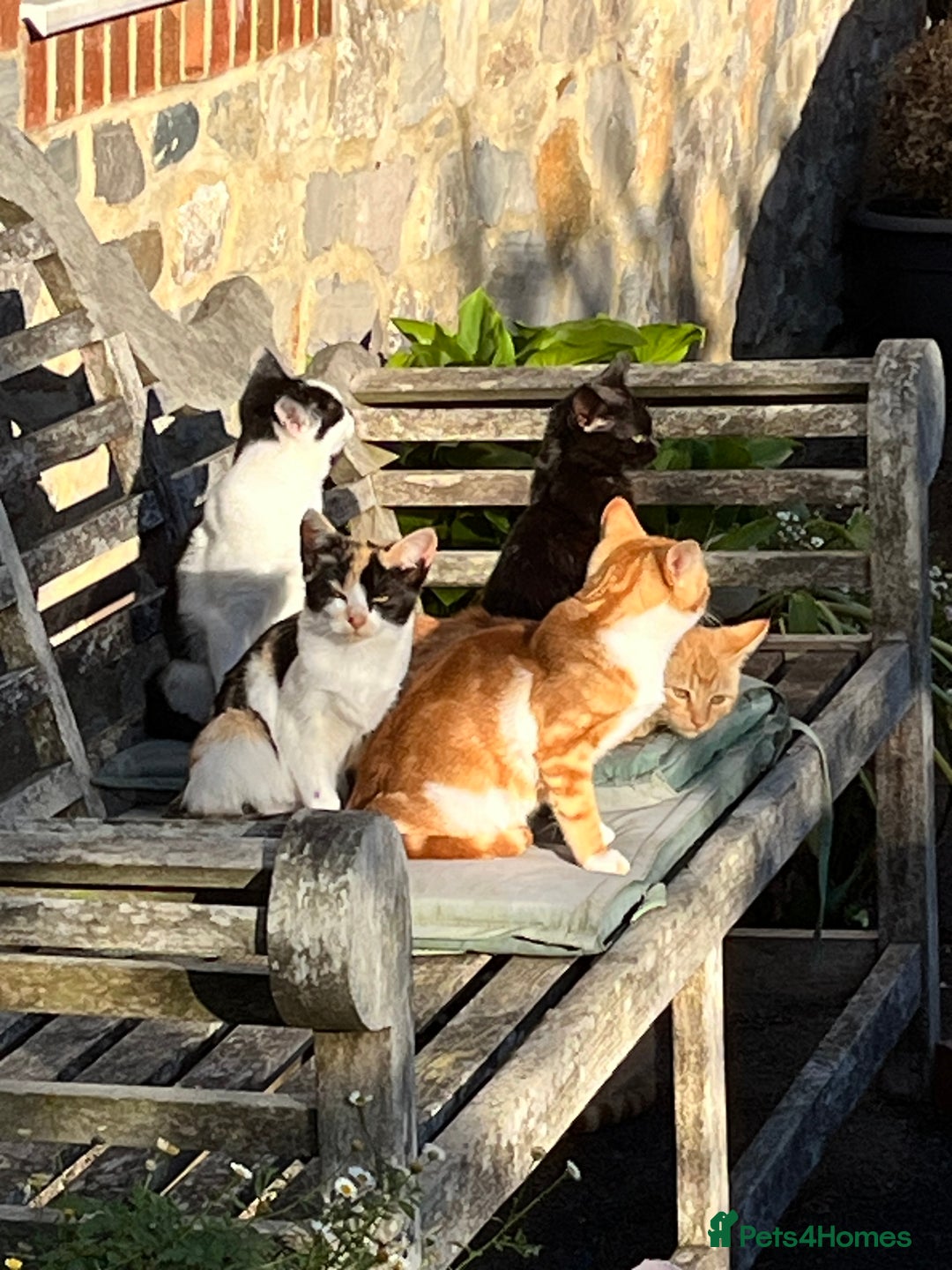 Mixed Breed cats for sale: Gorgeous farm/house kittens  - Image 2