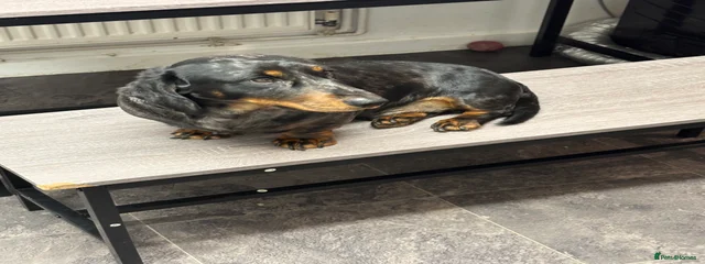 Oreo 