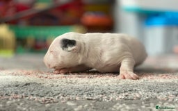 English Bull Terrier dogs for sale: English bull terrier puppy’s  - Image 18