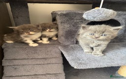 British Longhair cats for sale: Beautiful British long hair kittens  - Image 8