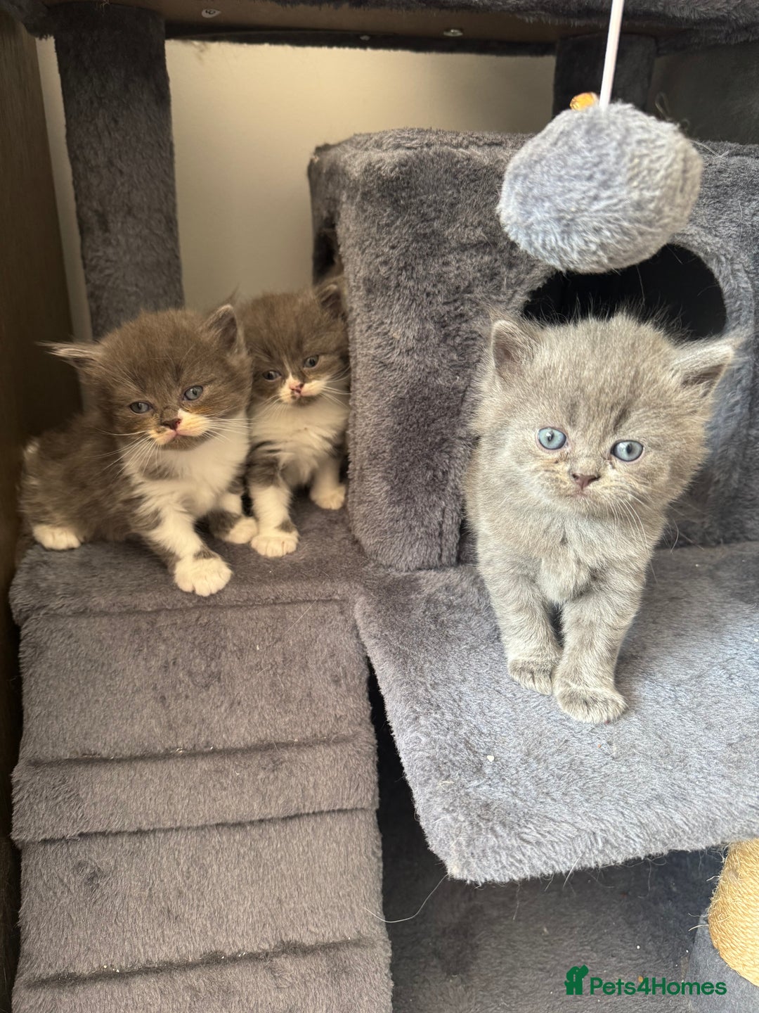 British Longhair cats for sale: Beautiful British long hair kittens  - Image 8