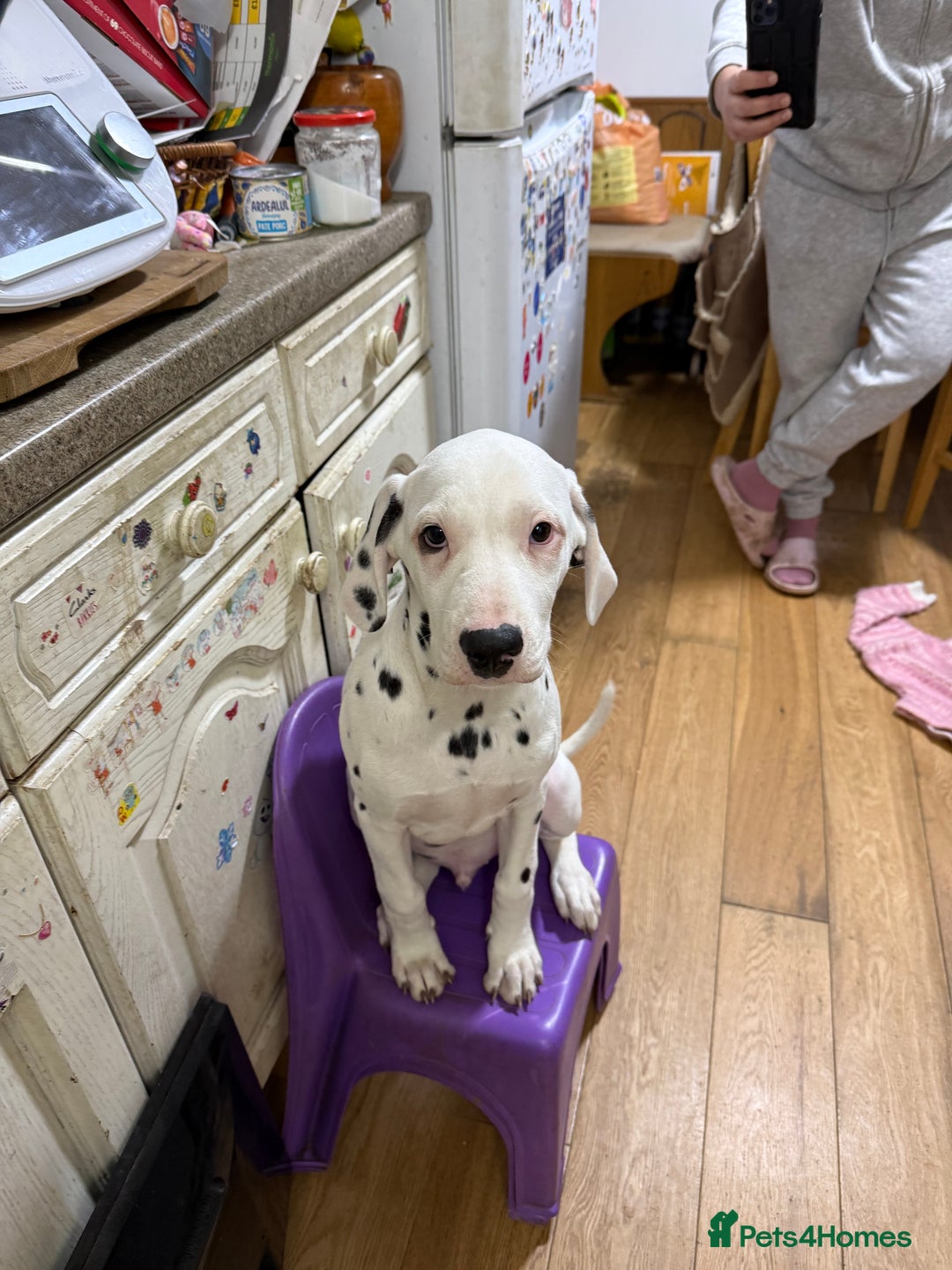Dalmatian dogs for sale: Dalmațian puppies dogs for sale  - Advert 38