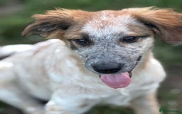 Mixed Breed dogs for adoption: IVY - a beautiful young girl, for a Loving Home - Image 11