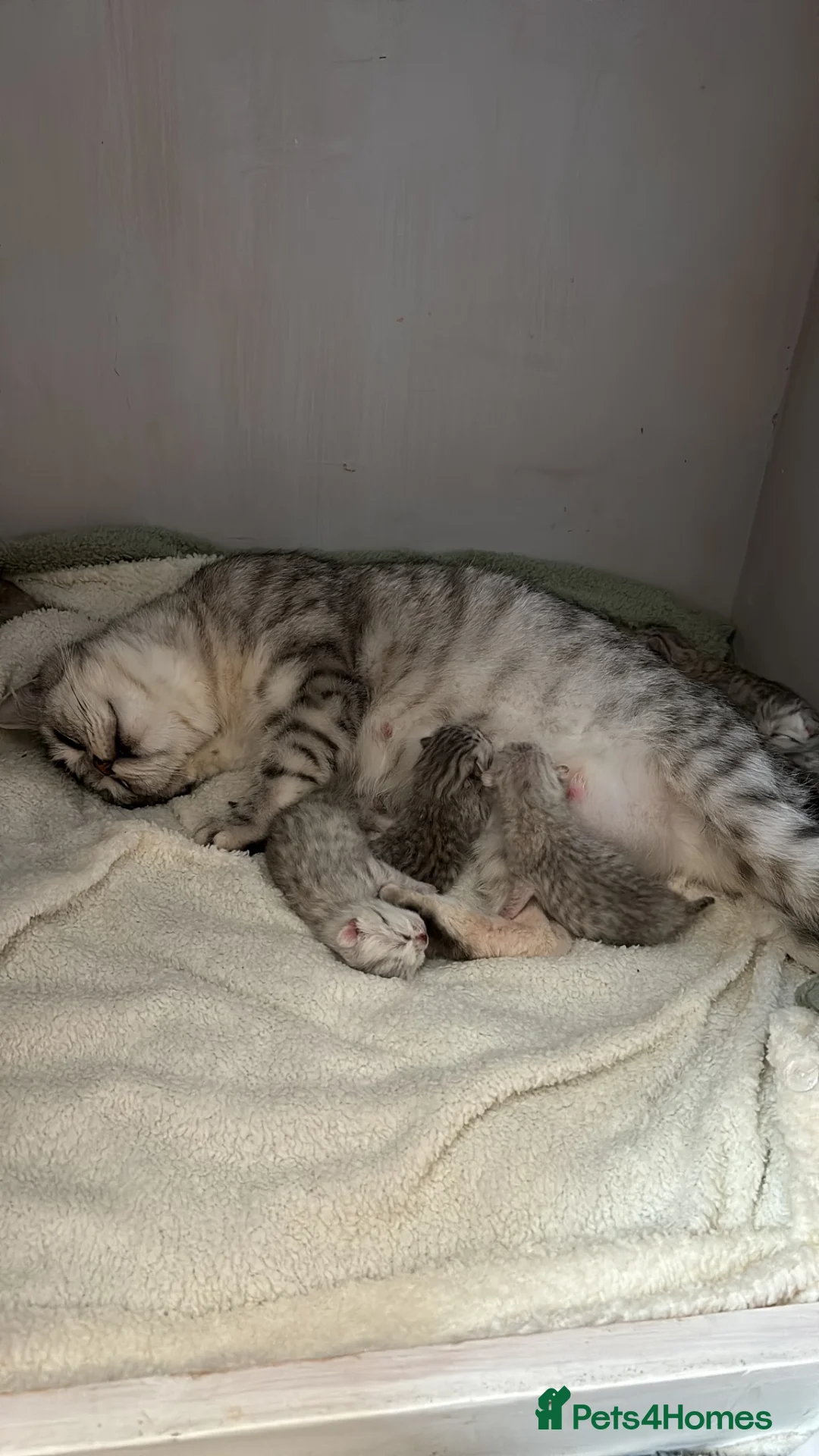 British Shorthair cats for sale: Stunning Snow Spot Kittens  - Advert 1