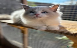 Ragdoll cats for sale: Tica registered blue bi colour boy ready now  - Image 4