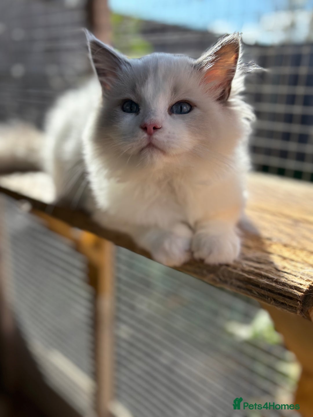 Ragdoll cats for sale: Tica registered blue bi colour boy ready now  - Image 4