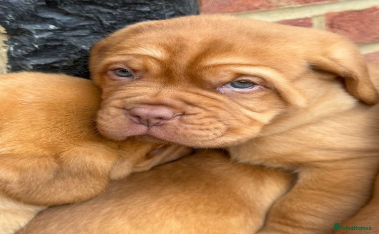 Dogue De Bordeaux dogs - Advert 2