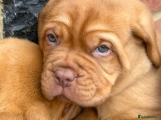 Dogue De Bordeaux dogs - Advert 8
