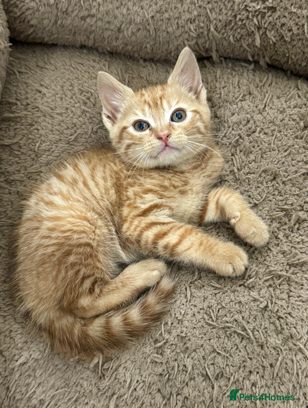 Mixed Breed cats for sale: GORGEOUS KITTYS  - Advert 8