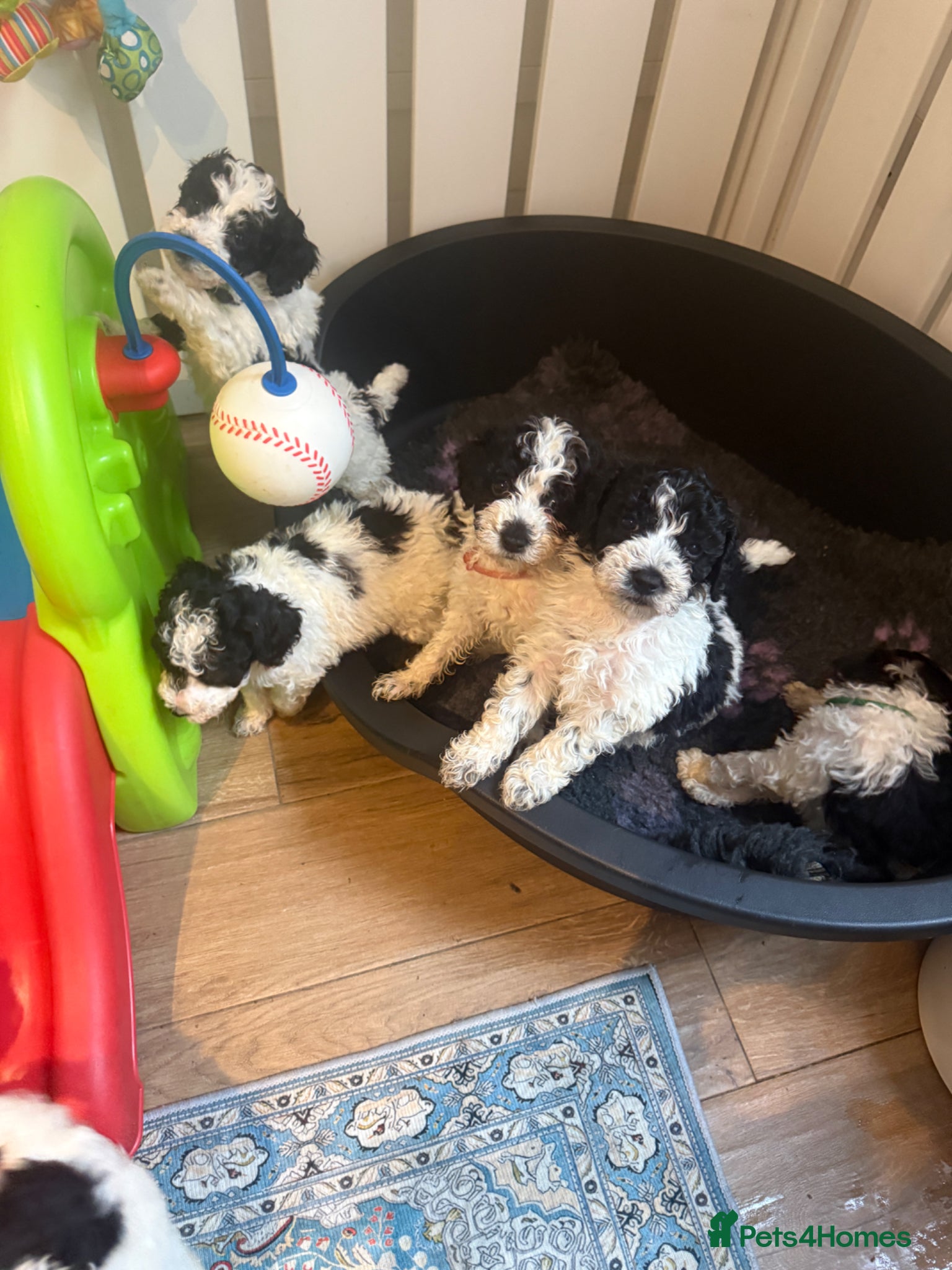 Miniature Poodle dogs KC parti colour miniature poodle puppies - Advert 10