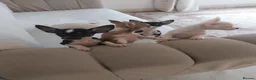 Chihuahua dogs for sale: Chihuahua puppies  in Kilmarnock - Advert 10