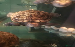 Turtle reptiles for sale: 2 mississippi map turtles and tank - Image 3