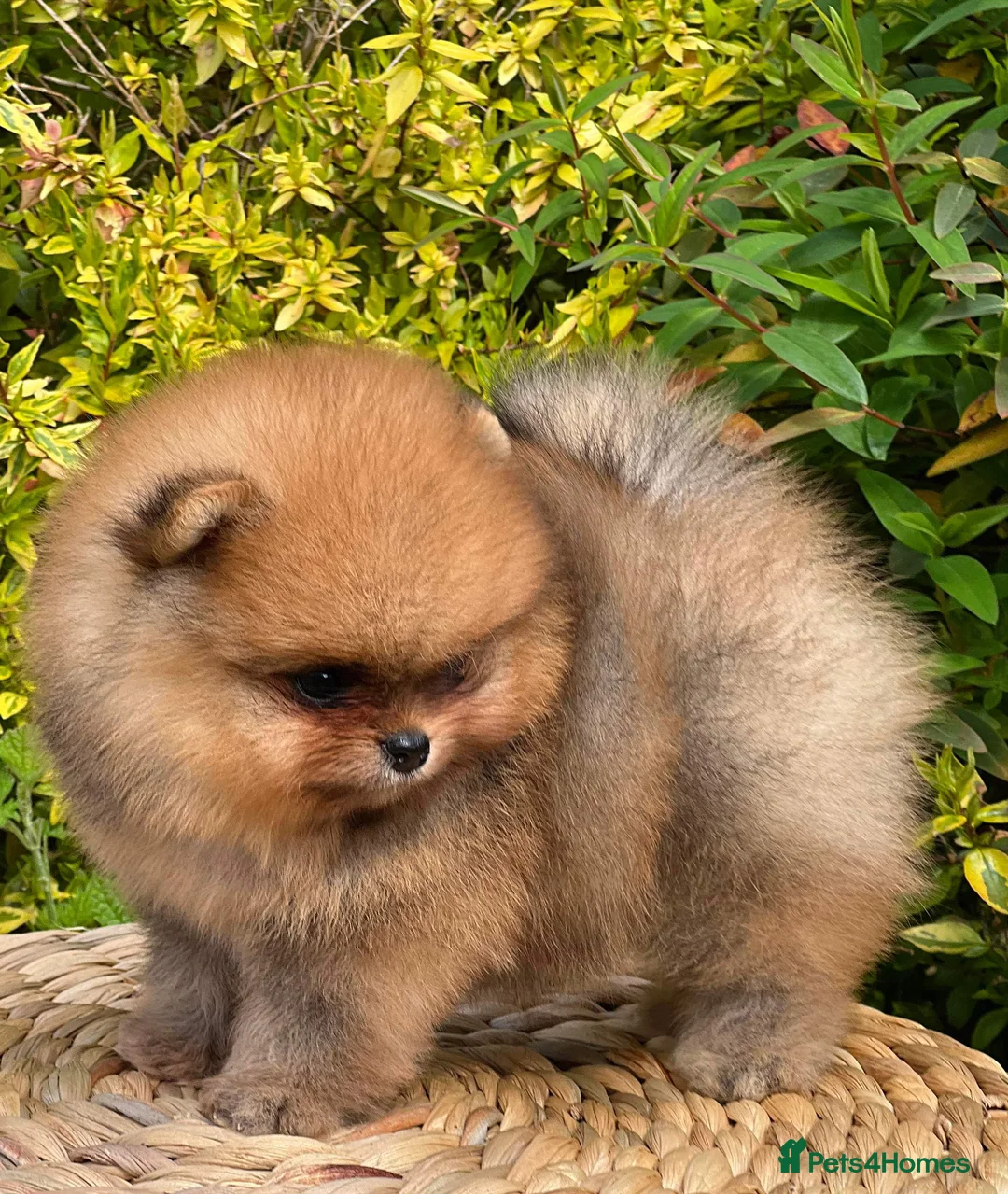 Pomeranian dogs for stud: 4 time Champion KC proven, 1,9kg 🏆 in Amersham - Advert 10