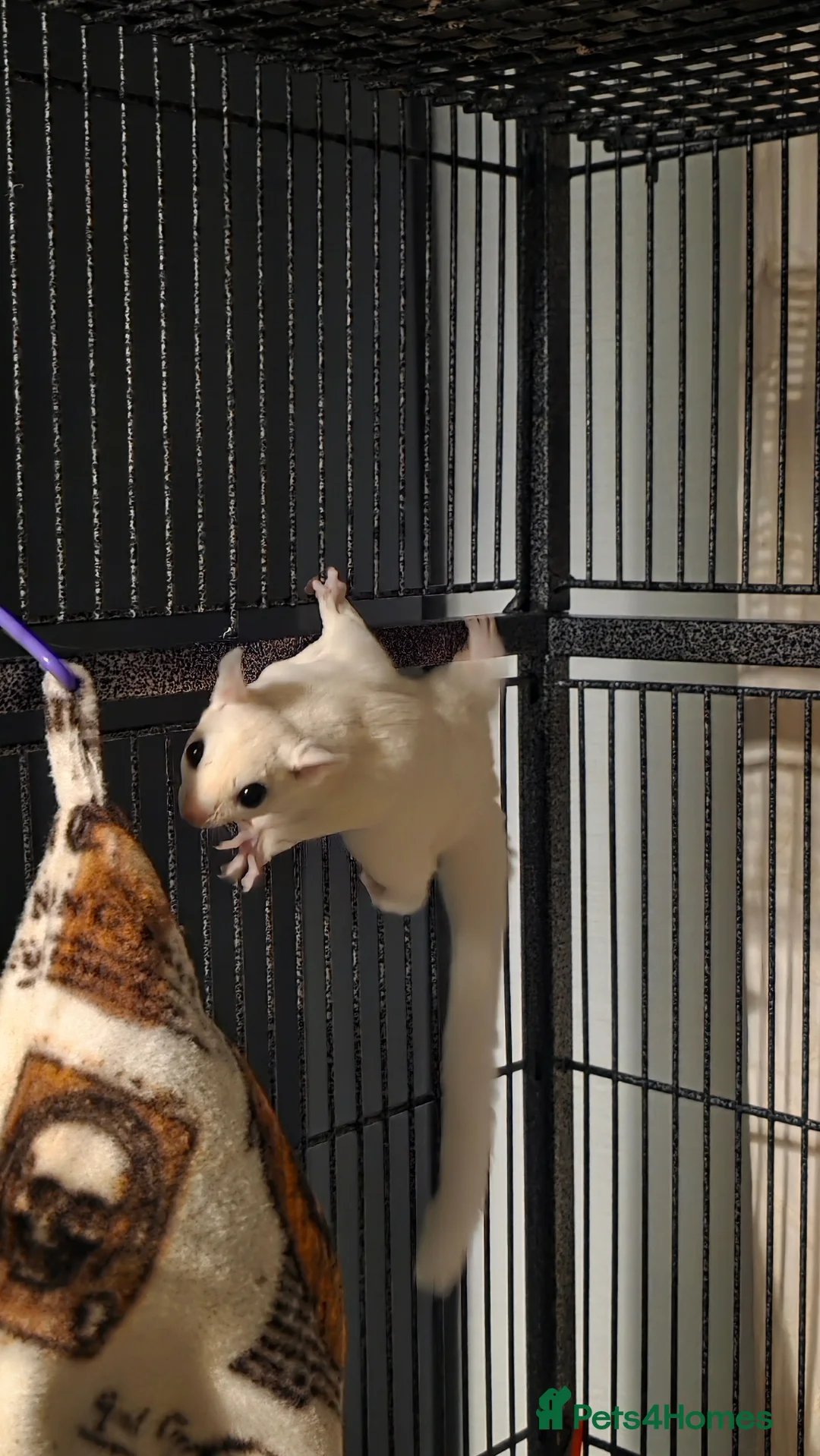 Sugar Glider rodents for sale: MALE SUGAR GLIDER FOR SALE - Advert 4