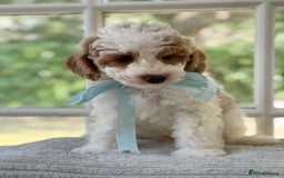 Mixed Breed dogs for sale: Teddy bear puppies - Image 13