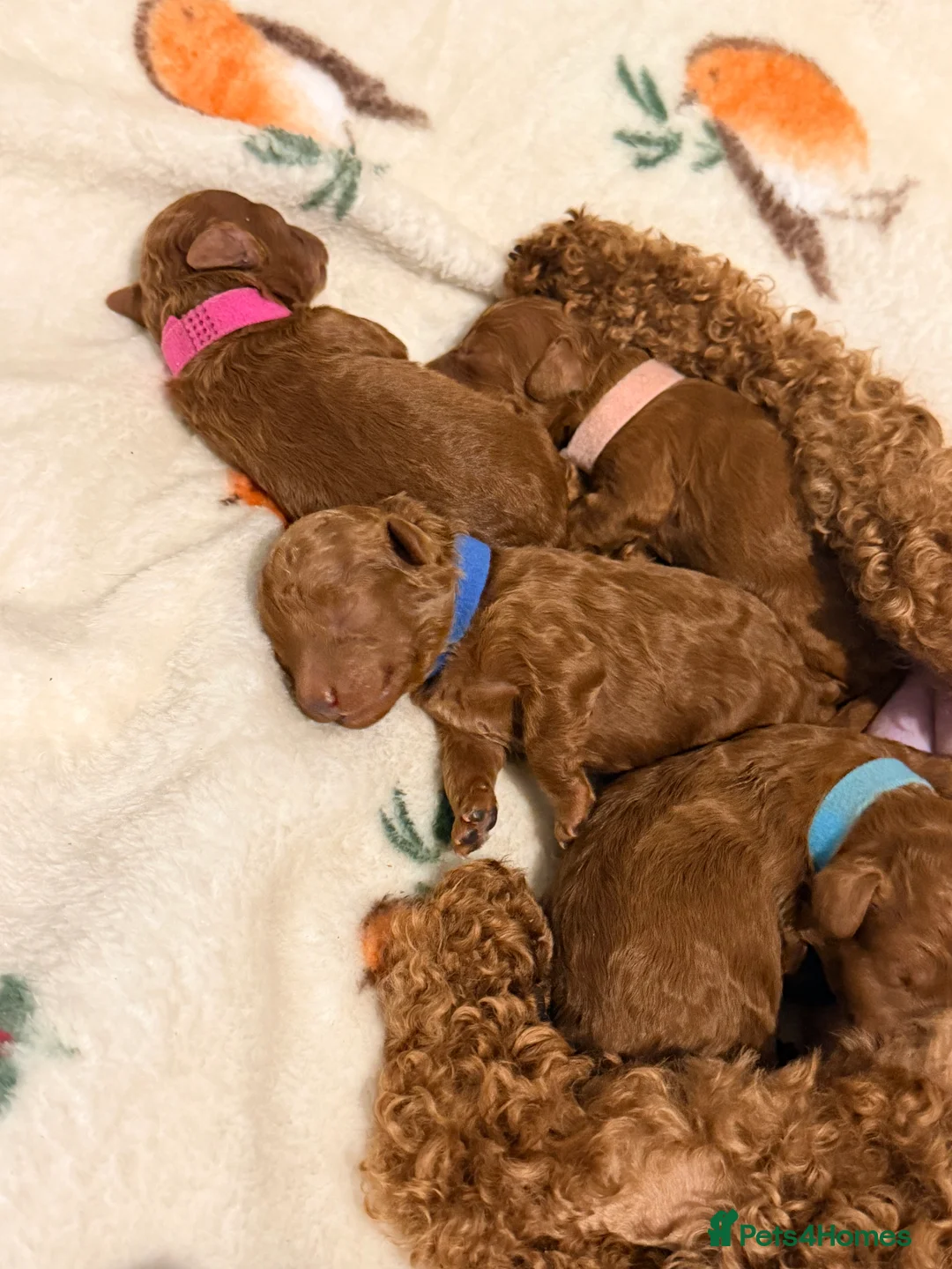 Cavapoo dogs for sale: Fox Red Cavapoo F1B  - Advert 12