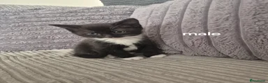 Domestic Shorthair Kitten 2