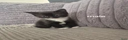 Domestic Shorthair cats for sale: Kittens ready for new homes  - Advert 6