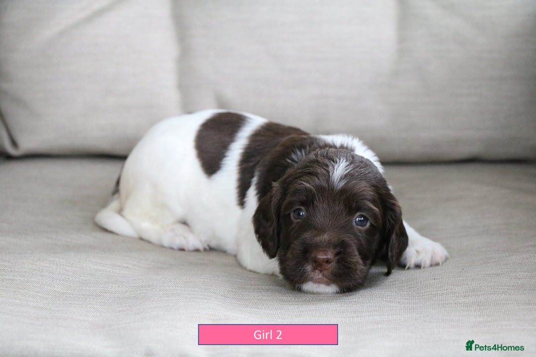 English Springer Spaniel dogs for sale: Health Tested English Springer Spaniel Puppies - Image 7