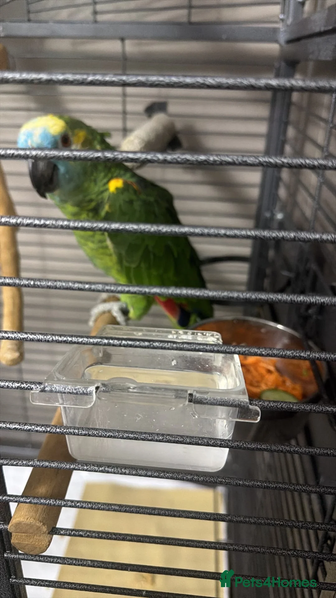 Parrots birds for sale: Amazon Parrot in Bradford - Advert 5