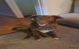 Border Collie dogs for sale: 6 month brown border collie - Advert 5