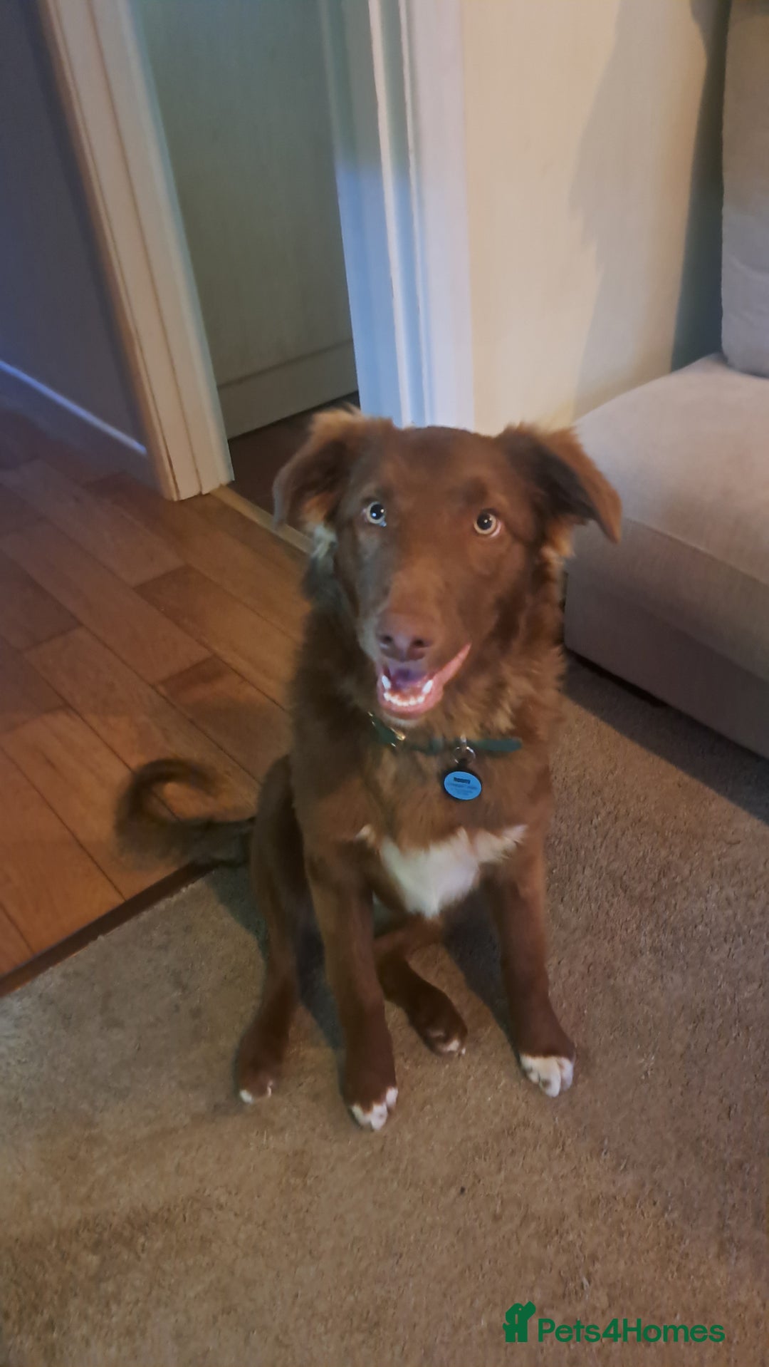 Border Collie dogs for sale: 6 month brown border collie - Advert 5