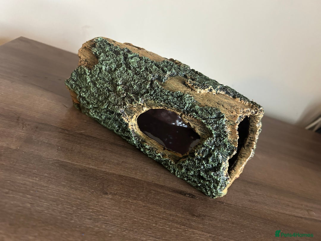 Leopard Gecko reptiles for sale: Male leopard gecko and all equipment  - Image 16